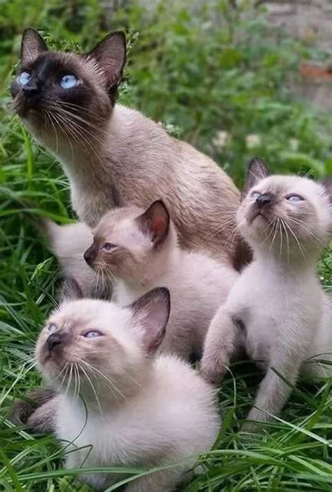 Siamese Kittens Cute Cats And Kittens Kittens Cutest Kittens Meowing