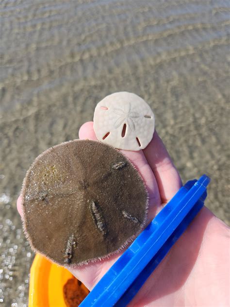 A Live Sand Dollar Vs A Dead Sand Dollar Rmildlyinteresting