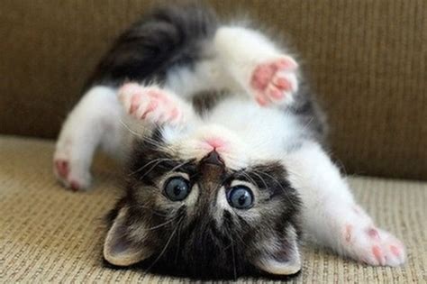 Cute Little Kitten Pictures Photos And Images For