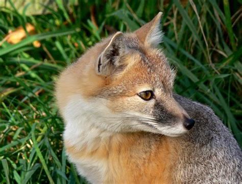 Swift Fox Vulpes Velox Mammal Swift Fox Fox Mammals