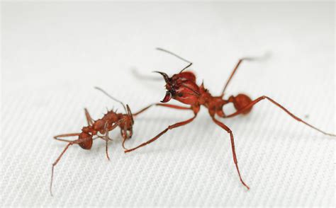 Leaf Cutter Ant First Insect Found With Biomineral Body Armour Spacebattles