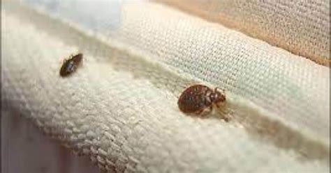 Can Bed Bugs Travel Through Walls Easy Preventive Ways