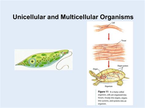 Indeed, there seem to be very few examples of dierentiated organisms with fewer than a hundred cells: Unicellular and Multicellular Organisms