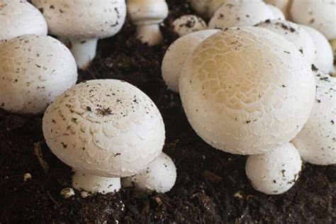 How To Grow Button Mushrooms