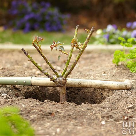 Placing Rose Bush At Proper Depth In Ground Flowering Shrubs Evergreen Shrubs Pink And Blue