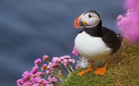 Hd Wallpaper Cute Elf Puffin Bird Photography Wallpaper 04 Black And