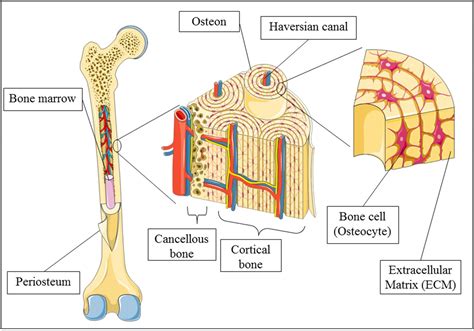 The labels include proximal epiphysis, proximal metaphysis, diaphysis (bone shaft), distal. Bone Cell Diagram Labeled