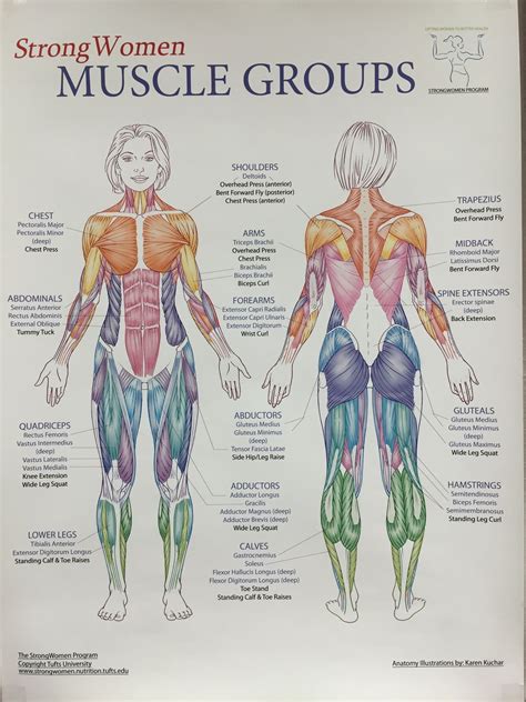 Muscles Groups Human Muscle Anatomy Body Anatomy Human Body Anatomy