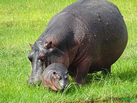 Hippopotamus Reproduction Hippoworlds