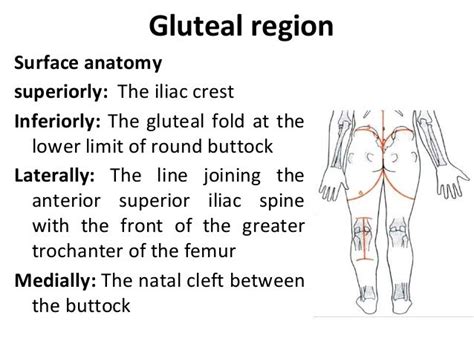 Gluteal Fold Anatomy