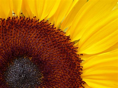 Free Stock Photo 12946 Sunny Sunflower With Bright Yellow Petals