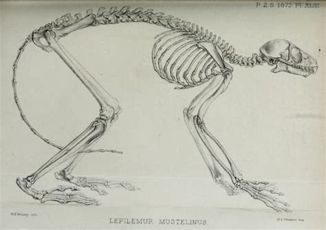 Lemur Skeleton Lemur Animal Skeletons Skeleton Diagram