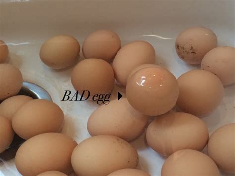 If eggs float when conducting an egg test, it tells you that the pores covering the eggshell are wide enough, giving it a buoyancy level that can only be if you're not too comfortable with or confident of the floating test for eggs, there are other traditional techniques for testing an egg's freshness. Checking Eggs for Freshness | ThriftyFun