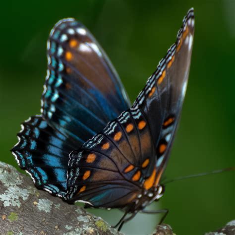 40 Common Butterflies In Pennsylvania Id Guide Bird Watching Hq