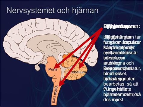 PPT Nervsystemet och hjärnan PowerPoint Presentation free download