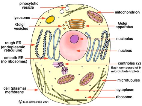 Eukaryotic cell envelope external structures cell wall. Animal Cell | Cell model project, Animal cell, Cells project