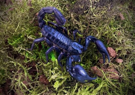 Blue Emperor Scorpion