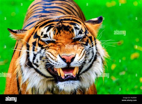 Bengal Tiger Baring Teeth Hi Res Stock Photography And Images Alamy