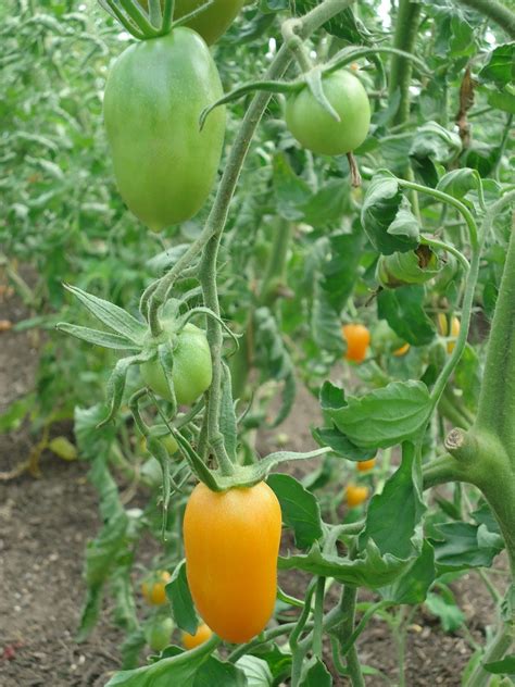 Bosavern Community Farm Tomatoes 2017