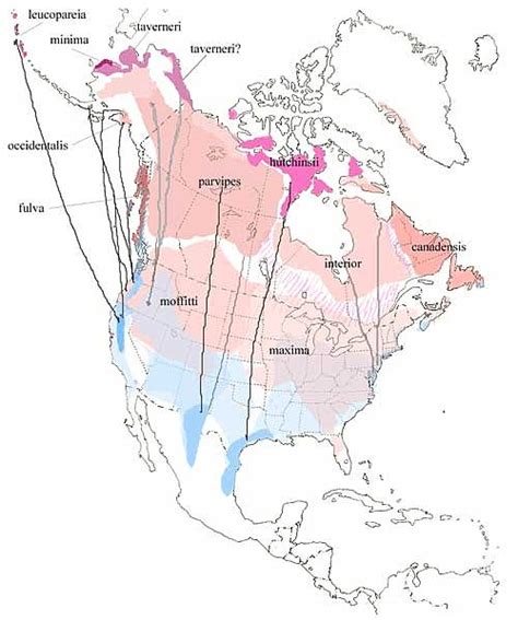 Geese Migration Map