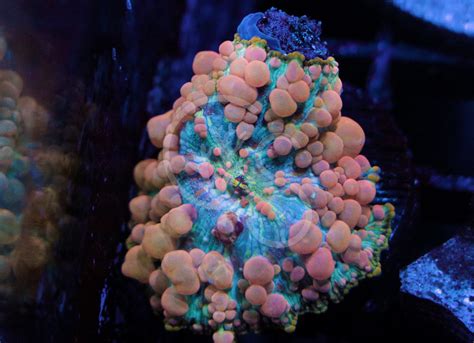 Neptune Bounce Mushroom | Coral Shop
