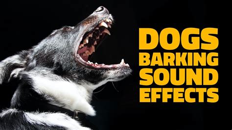10 Dogs Barking Sound Effects｜make Your Dog Bark｜10種狗叫聲音效｜sound Effects