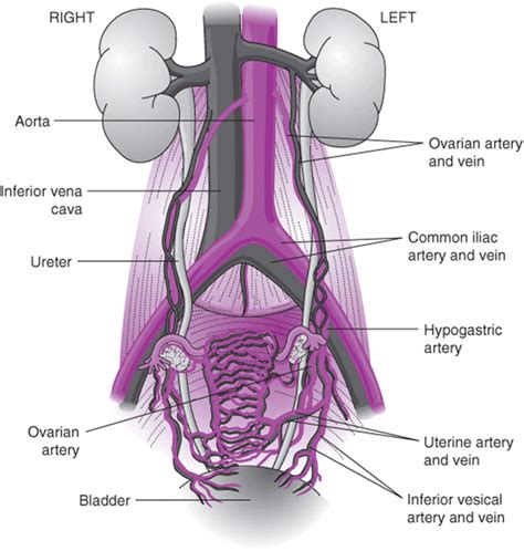 Anatomy Of The Female Reproductive System Current Diagnosis