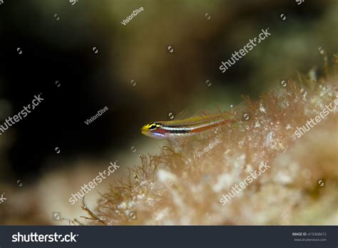 Pygmy Goby Sitting On Reef Stock Photo 419368615 Shutterstock