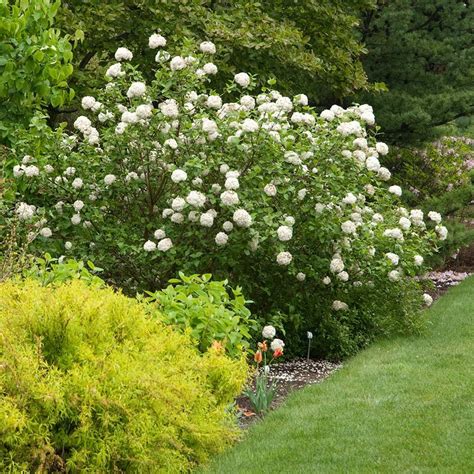 Related search › best full sun flowering shrubs › best small bushes for sun 18 flowering shrubs for sun. Shrubs For Sun | White Flower Farm