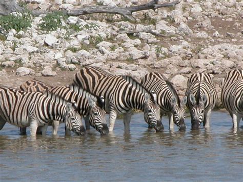 Zebra At The Watering Hole Visit Africa Animals Wild Out Of Africa