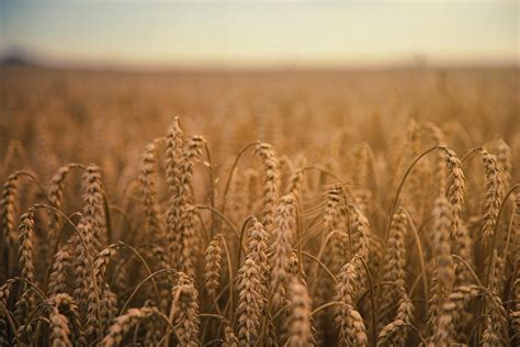 Wheat Grains Field · Free Stock Photo