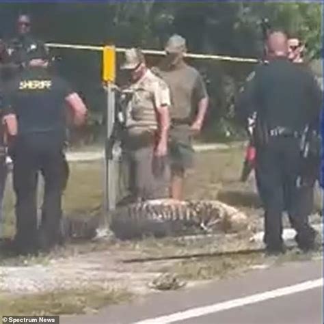 Horrifying Moment Ft Alligator Is Caught Dragging Human Corpse Down