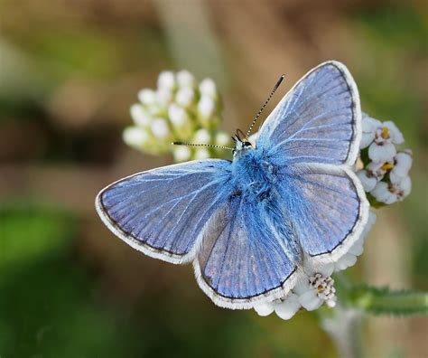 Common Blue Bournemouth Cliffs Dorset Butterflies