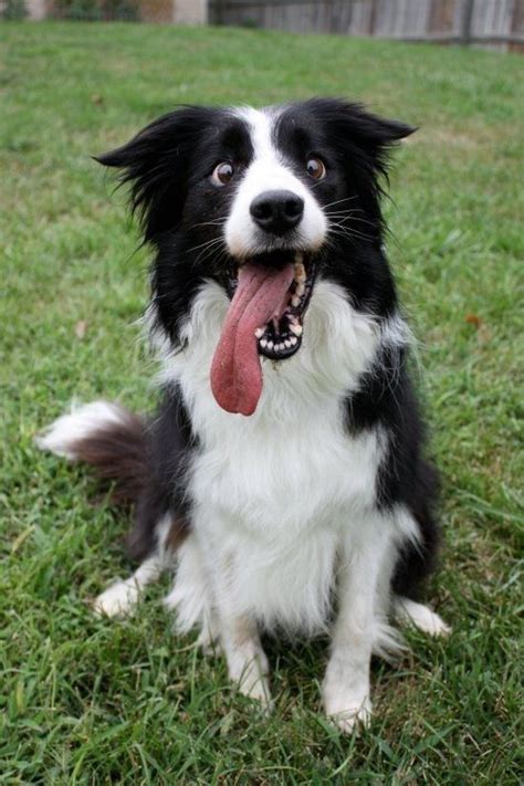 14 Cute Border Collies That Will Cheer You Up Page 2 Of 4 Petpress