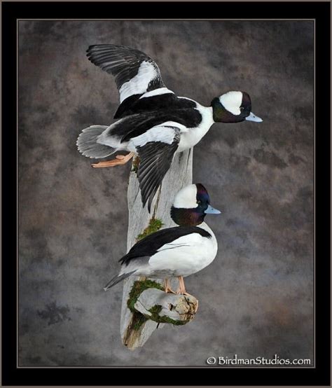 17 Best Images About Bufflehead On Pinterest Canada Ontario And Lakes