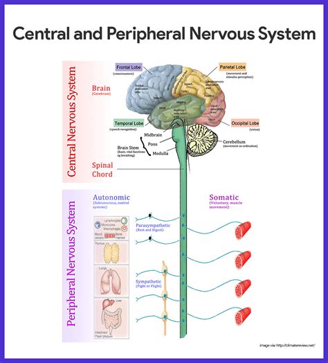 Anatomical Nervous System Chart