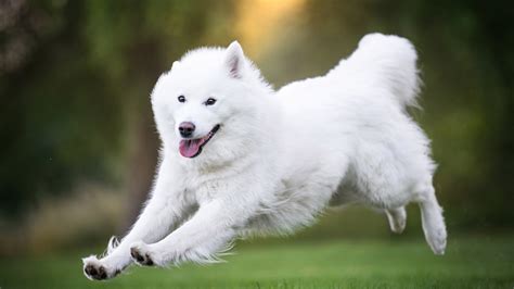 White Samoyed Dog Is Running On Grass Hd Dog Wallpapers Hd Wallpapers