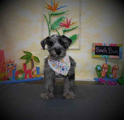 Information On Schnoodle Puppies For Sale In Nevada