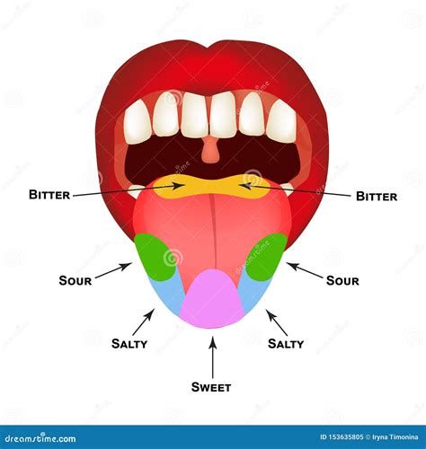 Human Tongue Taste Buds Diagram