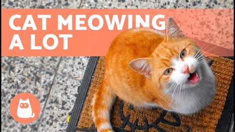 What To Do If My Cat Meows A Lot 🐱🔊 10 Causes And Solutions Youtube