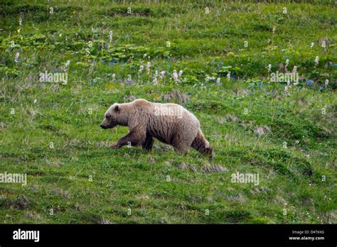 Grizzly Bear Habitat Hi Res Stock Photography And Images Alamy