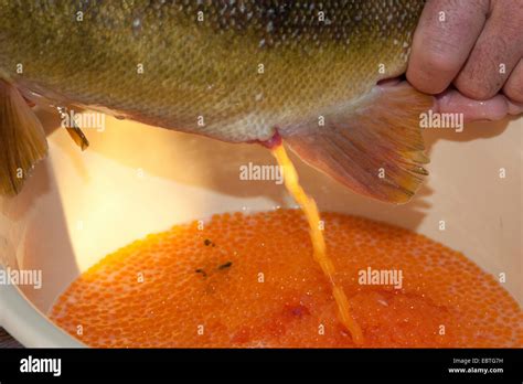 Simple Science: How to Make a Volcano with Kids