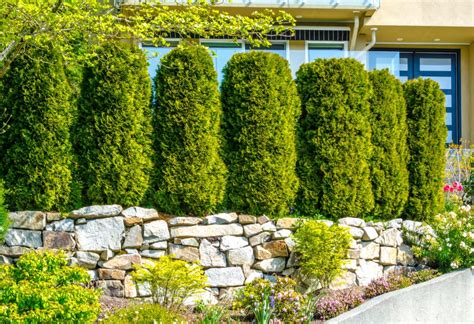 Privacy Shrubs Best Screening Plants 20 Plants To Protect Your