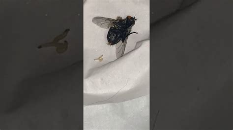 a dying fly giving birth youtube