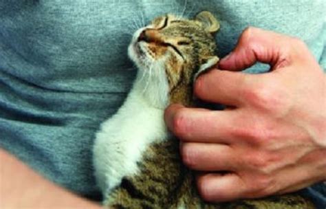 the purrpose of purring 7 interesting facts everything trending in cats