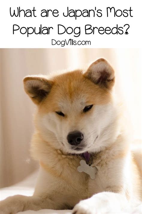 8 Most Popular Japanese Dog Breeds Dogvills