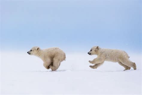 Polar Bear Cubs In The Middle Of A Chase Baby Polar Bears Cute Polar