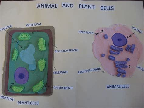 Plant cell and animal cell differences (plant cell vs animal cell). Third Grade Smarties!: Animal and Plant Cells