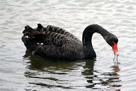 Twin Harbors Birds Black Swan Cygnus Atratus The Daily World