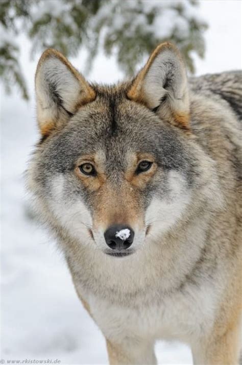 Beautiful Wildlife Eurasian Wolfby Wonderful Earth